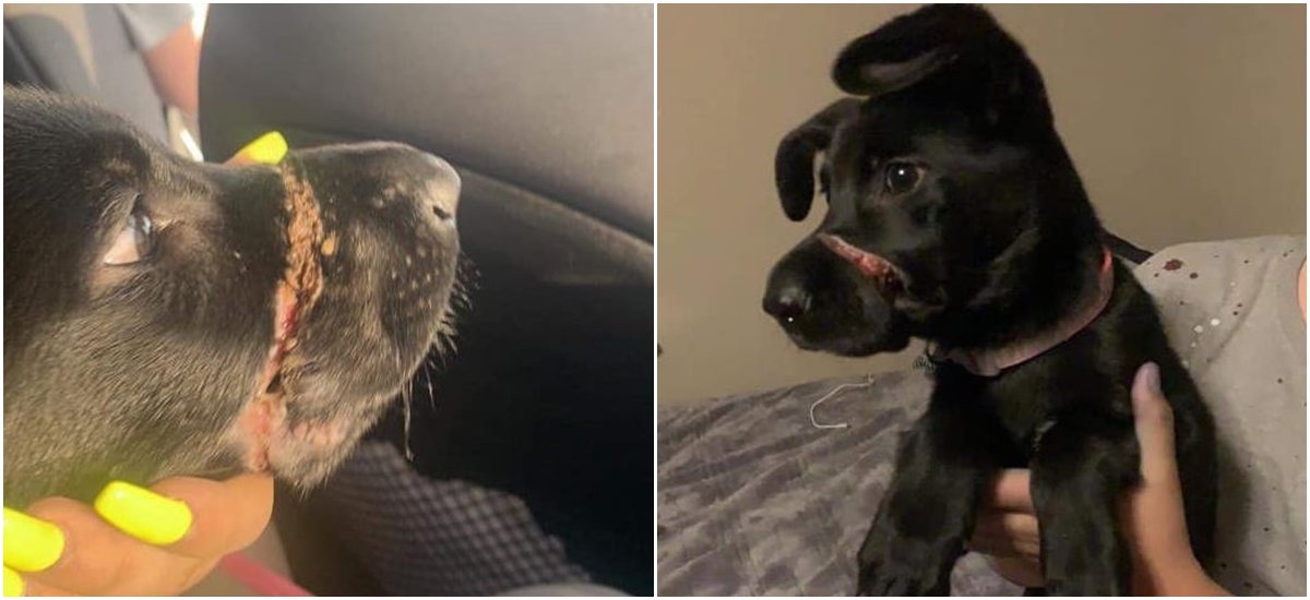 Otřesné týrání: Žena svázala pejskovi tlamu k&nbsp;sobě, aby tolik neštěkal