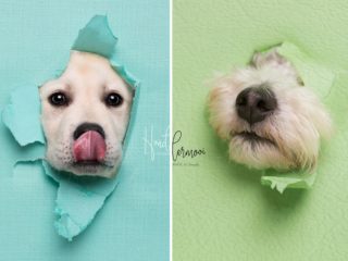 Tak to tu ještě nebylo! Fotograf nechal psy pózovat skrze roztržený papír