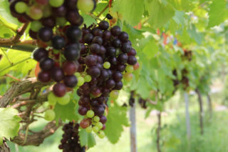 České a&nbsp;moravské víno v&nbsp;ohrožení? V&nbsp;měnícím se klimatu se lépe daří chorobám vinné révy