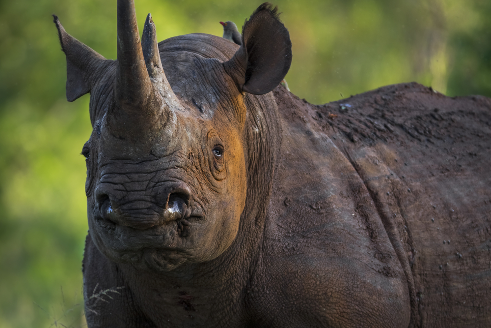 Lidská hloupost nezná mezí. Pár při&nbsp;návštěvě zoo vyryl svá jména na&nbsp;záda nosorožce
