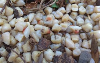 Žena na&nbsp;Svitavsku nalezla pod dlažbou místo štěrku obrovské množství zubů