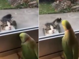 Jako Sylvester a&nbsp;Tweety! Tahle dvojice vás dostane