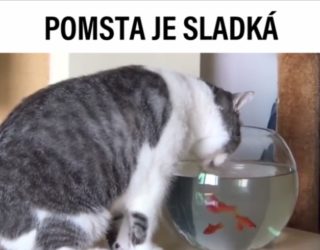 VIRÁLY TÝDNE: Karma je zdarma. Mango je láska