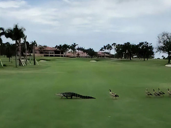 Tohle video musíte vidět! Divoké kachny honí aligátora po&nbsp;golfovém hřišti