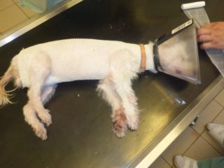 Muž v&nbsp;Praze našel extrémně zbídačenou fenku, v&nbsp;trojském útulku ji zachránili