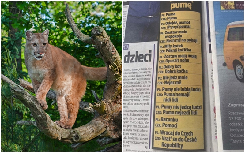 “Jít pryč puma!” Česká šelma míří do Polska, Poláci baví speciálním slovníčkem