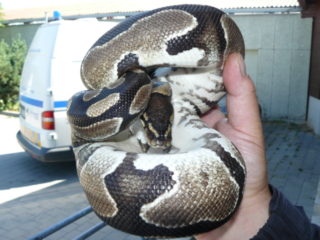 Do bytu rodiny s&nbsp;malým dítětem v&nbsp;Brně vlezla krajta, odchytili ji strážníci