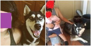Majitelům se zaběhl mladý husky. Nálezci se ho pokusili prodat