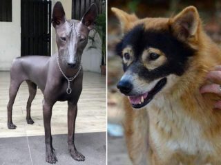 Jako z&nbsp;jiné planety! Tito psi mají jedinečný vzhled
