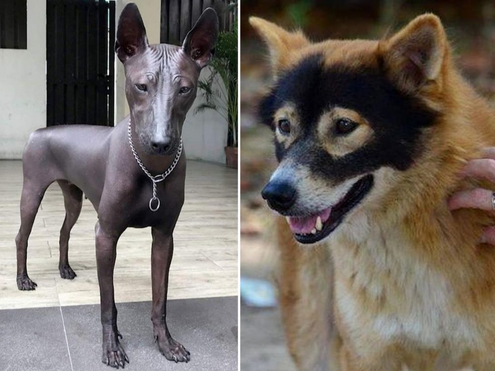 Jako z jiné planety! Tito psi mají jedinečný vzhled