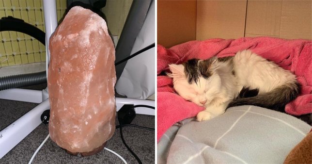 Veterináři varují před solnými lampičkami. Kočkám mohou hodně ublížit!