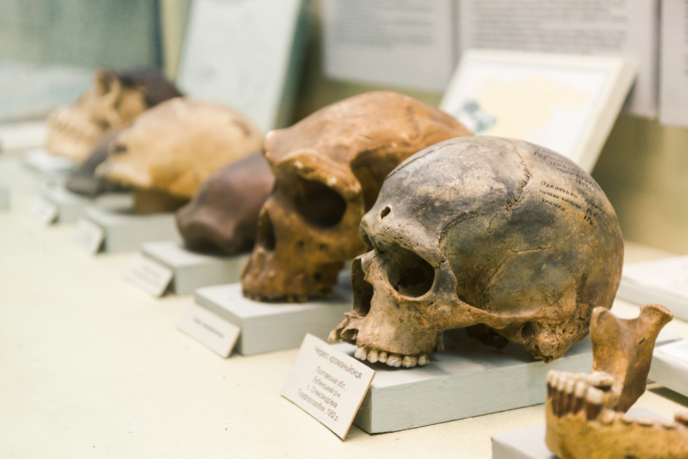 Vědecká studie posunula příchod Homo sapiens z&nbsp;Afriky do Evropy