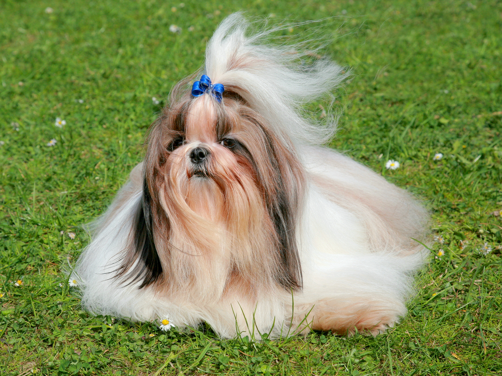 Žena chtěla koupit štěně Shih-tzu, podvodvník z ní vylákal 65 tisíc
