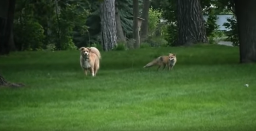 Pojď si hrát! Psa na&nbsp;zahradě překvapila divoká liška, video baví internet