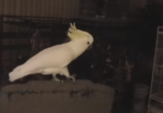 Papoušek Snowball se stal senzací! Jako první živočich umí tančit do rytmu na&nbsp;lidskou hudbu