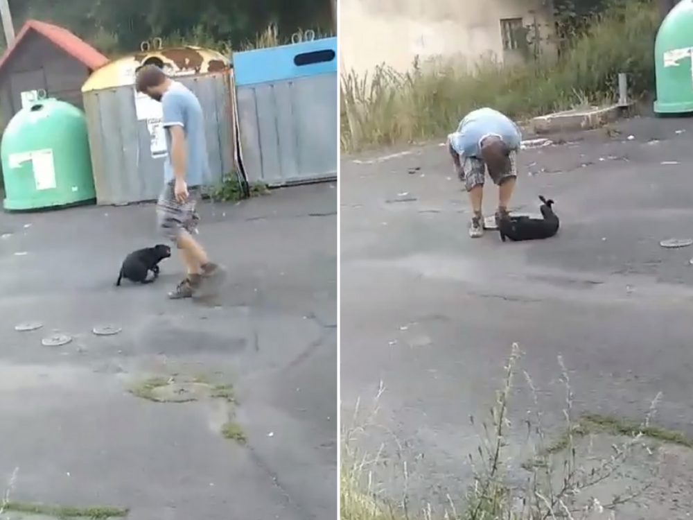 Neuvěřitelné! Brutální video ukázalo, jak majitel ohavně zacházel s fenkou