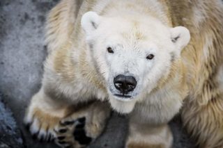 Pražská zoo musela utratit lední medvědici Boru. Dožila se 32 let