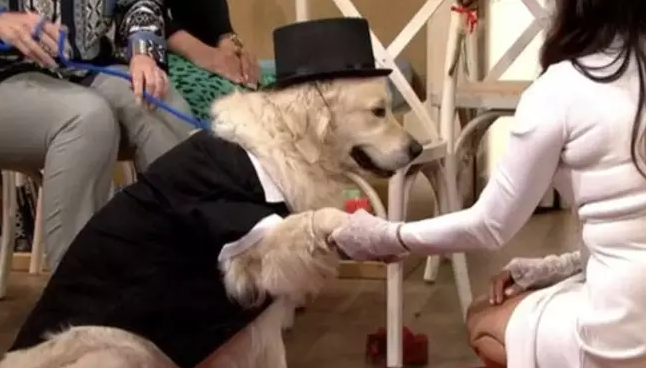 Žena se provdala za svého psa! Je to prý jediný muž, který ji nikdy neopustí