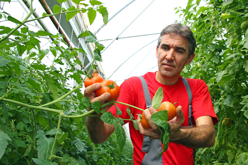 Farmář používá místo pesticidů hmyz! Pracují pro mě ve dne v noci, směje se