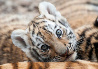 V Česku se budou analyzovat vzorky DNA tygrů z&nbsp;celého světa