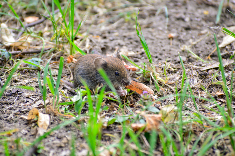 Stát pozastavil povolení na&nbsp;plošné použití jedu proti hrabošům