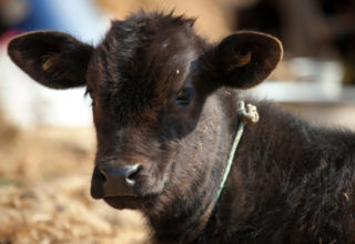 Policisté obvinili chovatelku, tři desítky krav jí uhynuly hladem