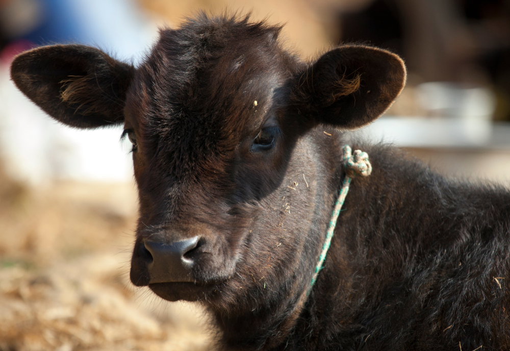 Policisté obvinili chovatelku, tři desítky krav jí uhynuly hladem