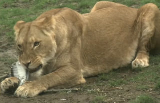 Lvice v&nbsp;zoo v&nbsp;Lipsku sežrala svá dvě několik dnů stará mláďata, nikdo neví proč