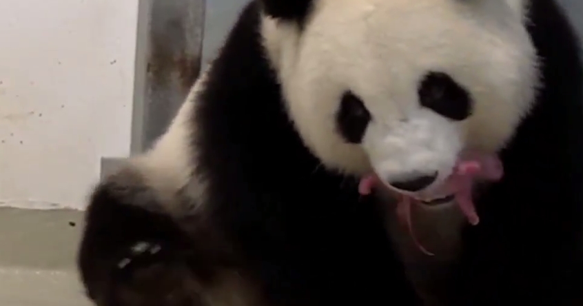 VIDEO: Jak se rodí pandí mláďata? Samička v berlínské ZOO má dvojčata!
