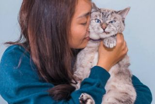 Nejúspěšnější kočičí hvězdy Instagramu: Tyhle kočky zřejmě vydělávají víc než vy