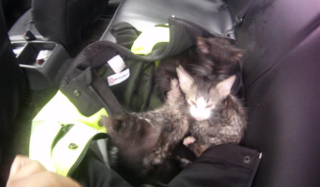 Brněnští strážníci zachránili čtyři koťata. Hledají nový domov