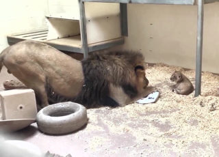 Lví táta se poprvé setkal se svým potomkem: Video ze zoo dojímá internet