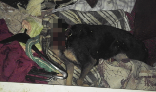 Lidé se kvůli zápachu báli o&nbsp;život sousedky, policisté v&nbsp;bytě našli psa bez hlavy