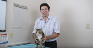 Jak správně chovat kočku? Veterinář zveřejnil videonávod