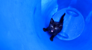 Kotě uvízlo v&nbsp;rouře tři metry pod zemí: Hasiči ho zachránili obřím vysavačem