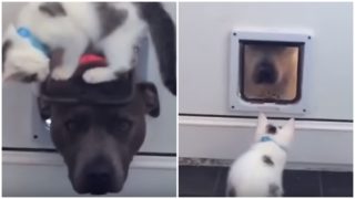 Tahle dvojka vás dostane do kolen! Pejsek a koťátko si hrají skrz psí dvířka