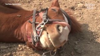 Mazaný kůň dělá mrtvého pokaždé, když na&nbsp;něm chce někdo jezdit