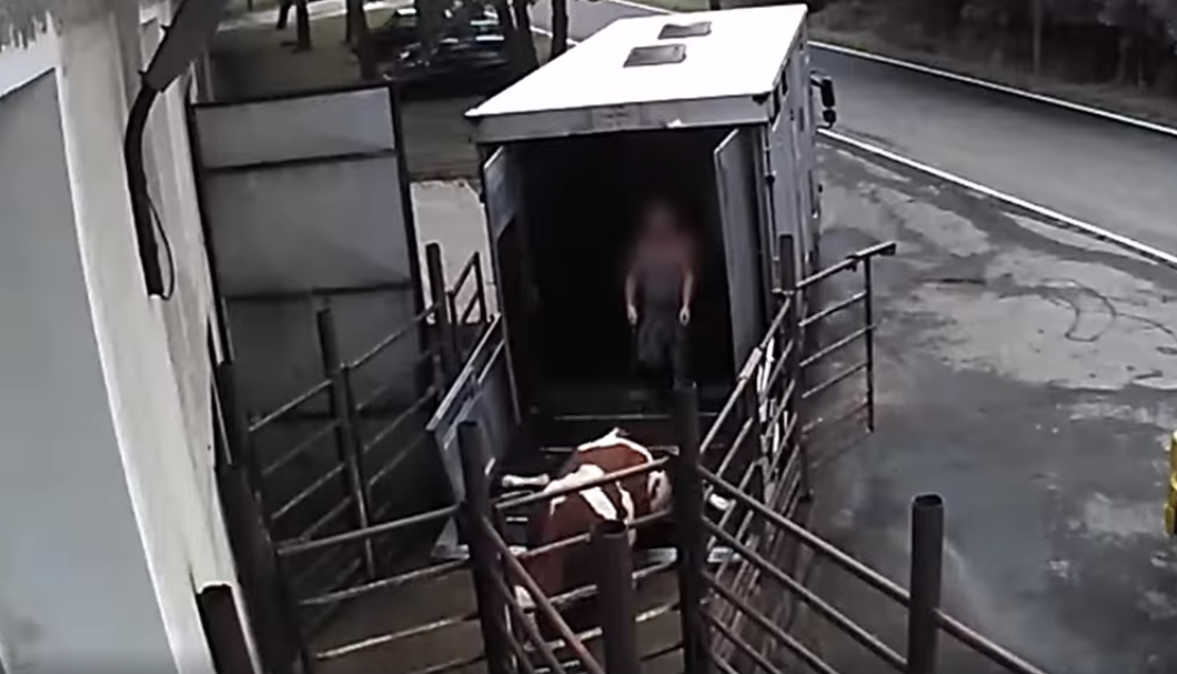 Děsivé video ze všetických jatek: Jde o&nbsp;chyby jednotlivců, tvrdí jednatel společnosti