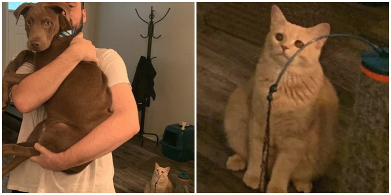 Veterina, koupání nebo nový kamarád? Tahle zvířata prostě nemají svůj den!