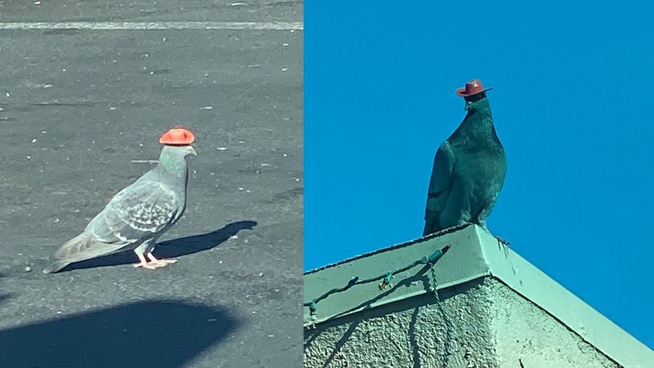 Neznámý tyran nasazuje holubům malé kloboučky. Ochránci jim je sundavají