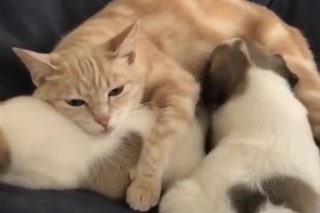 Smutná kočka, která přišla o&nbsp;mladé, adoptovala štěňátka! Neváhá je ani kojit