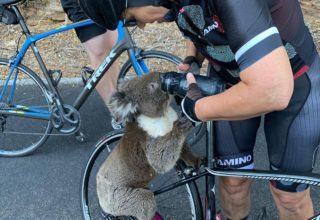 Zoufalý koala našel pomoc u&nbsp;cyklistů. Dali mu napít z&nbsp;vlastní lahve