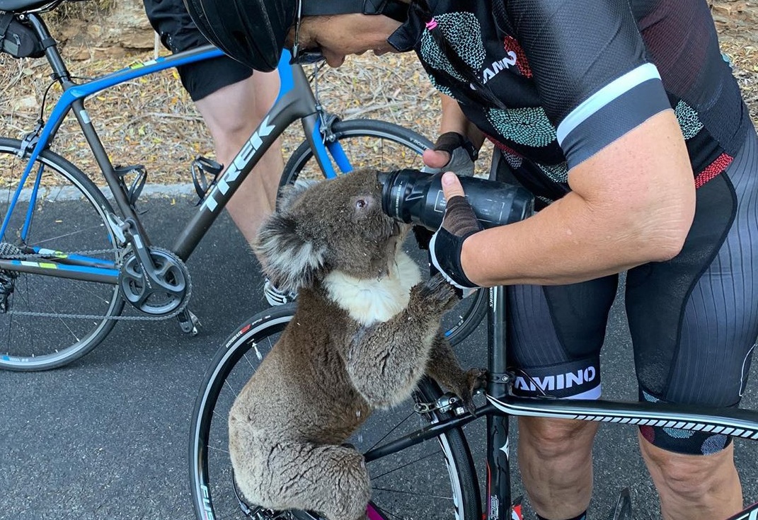Zoufalý koala našel pomoc u&nbsp;cyklistů. Dali mu napít z&nbsp;vlastní lahve