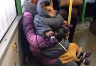 Ať žije MHD! Galerie těch nejdivnějších věcí z&nbsp;trolejbusů