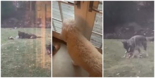 Fenka musela sledovat, jak si s&nbsp;jejími hračkami hraje kojot. Video je hitem internetu
