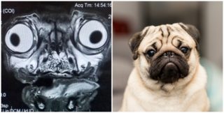 Tohle jsme si vyšlechtili: Po&nbsp;internetu koluje děsivý snímek z&nbsp;MRI mopse