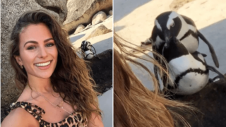 Influencerka se omluvila za fotku s&nbsp;kopulujícími tučnáky