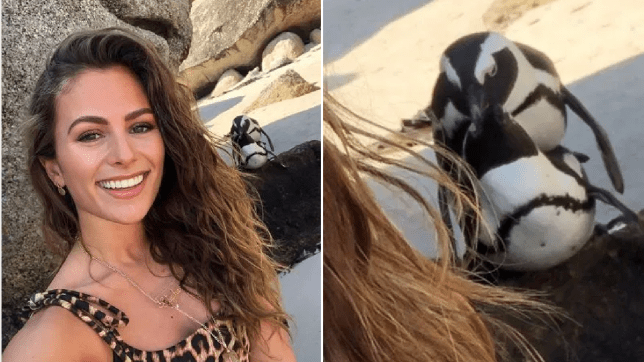 Influencerka se omluvila za fotku s kopulujícími tučnáky