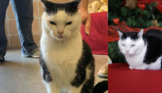 Útulek nabízí k&nbsp;adopci »nejhorší kočku na&nbsp;světě«