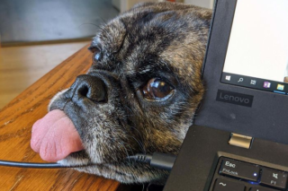 Ať žije home office! Lidé sdílejí fotky chlupatých “kolegů”